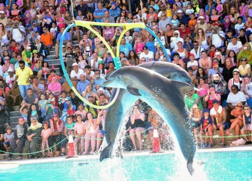 Dolphin Show in Sharm El Sheikh