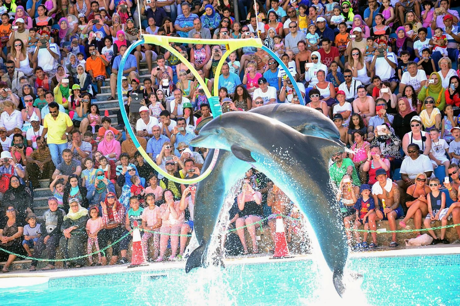 Dolphin Show in Sharm El Sheikh